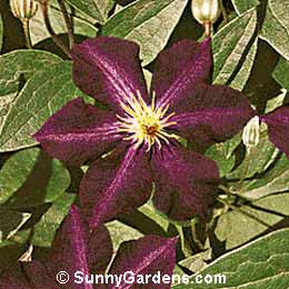 Clematis x jackmanii, Superb Jackman Clematis, Improved Jackman Clematis