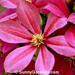 Clematis lanuginosa