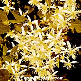 Clematis maximowicziana, Sweet Autumn Clematis, Clematis paniculata, Clematis dioscoreifolia