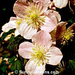 Clematis montana rubens, Red Anemone Clematis