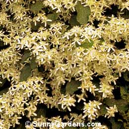 Clematis paniculata, Sweet Autumn Clematis, Clematis dioscoreifolia