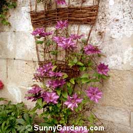 Clematis patens, Clematis 'The President'