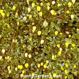 Clematis tangutica, Golden Clematis