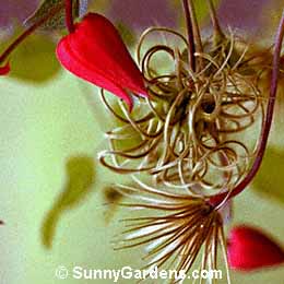 Clematis texensis, Scarlet Clematis