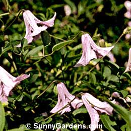 Clematis viticella