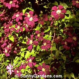 Clematis viticella