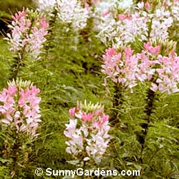 Cleome hasslerana, Spider Flower