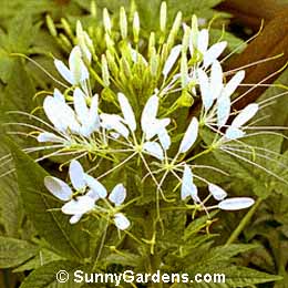 Cleome hasslerana, Helen Campbell Spider Flower
