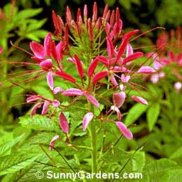 Cleome hasslerana