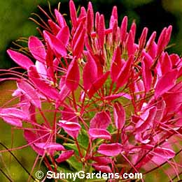 Cleome hasslerana