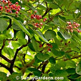 Clerodendrum trichotomum, Harlequin Glorybower