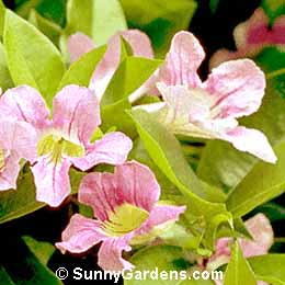 Clytostoma callistegioides, Violet Trumpet Vine