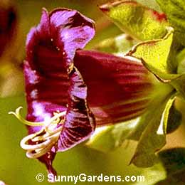 Cobaea scandens, Cup and Saucer Vine, Mexican Ivy, Monastery Bells