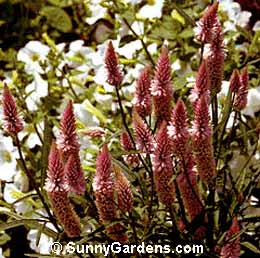 Celosia, Cockscomb, Chinese Woolflower