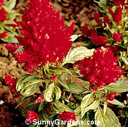 Celosia argentea, Cockscomb