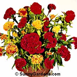 Celosia argentea cristata, Cockscomb