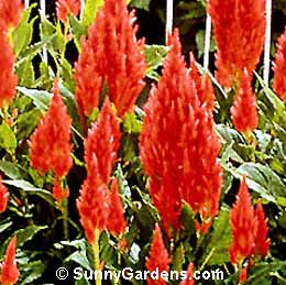 Celosia argentea plumosa, Cockscomb