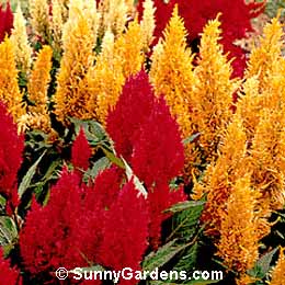 Celosia argentea plumosa, Cockscomb