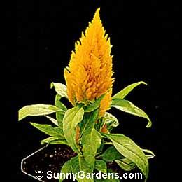 Celosia argentea plumosa, Cockscomb