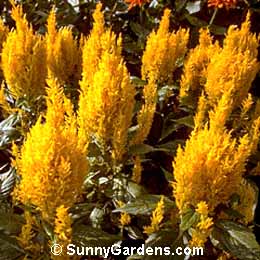 Celosia cristata, Cockscomb