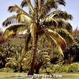 Cocos nucifera, Coconut Palm