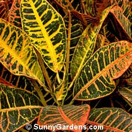 Codiaeum variegatum