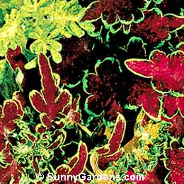 Coleus x hybridus