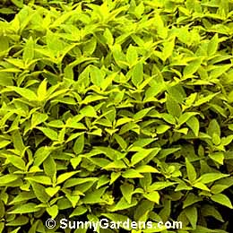 Coleus x hybridus, Common Coleus, Painted Nettle, Garden Coleus