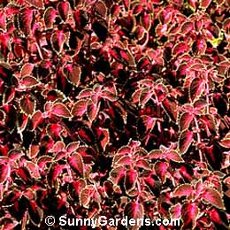 Coleus x hybridus, Common Coleus, Painted Nettle, Garden Coleus