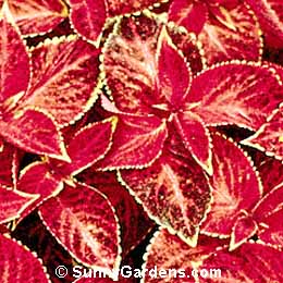 Coleus x hybridus