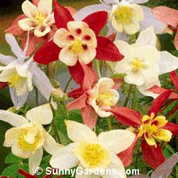 Aquilegia, Hybrid Columbine