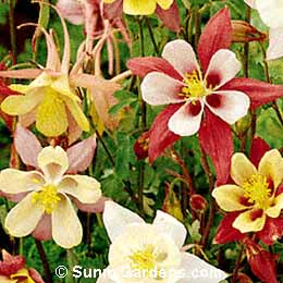 Aquilegia x, Columbine