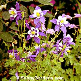 Aquilegia, Columbine
