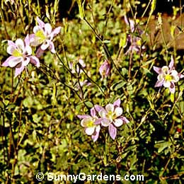 Aquilegia caerulea, Rocky Mountain Columbine
