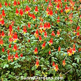 Aquilegia canadensis, Wild Columbine
