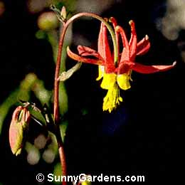 Aquilegia formosa, Western Columbine