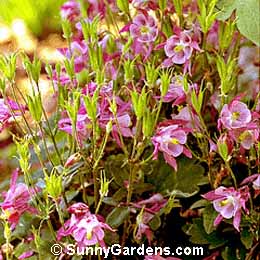 Aquilegia x hybrida, Columbine