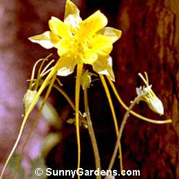 Aquilegia longissima, Granny's Bonnet