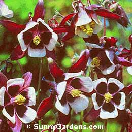 Aquilegia vulgaris, European Columbine, Granny's Bonnet
