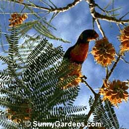 Colvillea racemosa