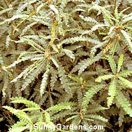 Comptonia peregrina, Sweetfern