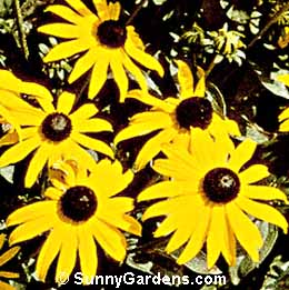 Rudbeckia fulgida, Black-eyed Susan, Orange Coneflower, Showy Coneflower