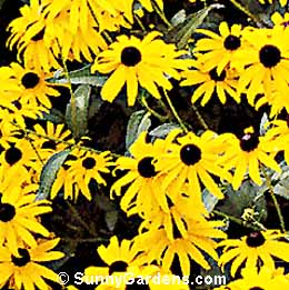 Rudbeckia fulgida, Orange Coneflower, Black-eyed Susan, Gloriosa Daisy