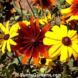Rudbeckia hirta, Gloriosa Daisy, Black-eyed Susan