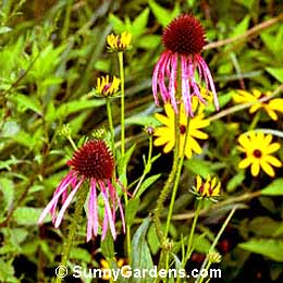 Echinacea pallida, Coneflower, Echinacea, Rudbeckia