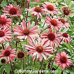 Echinacea purpurea, Purple Coneflower, Purple Echinacea, Rudbeckia purpurea, Echinacea