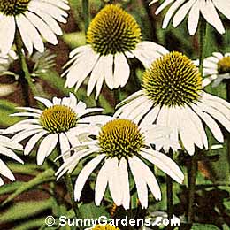 Echinacea purpurea, White Coneflower, White Echinacea, Echinacea, Rudbeckia