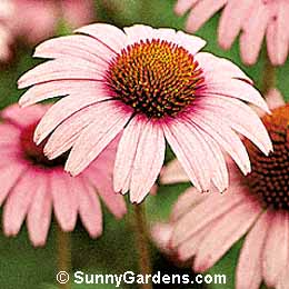 Echinacea purpurea, Rose-pink Echinacea, Rudbeckia purpurea, Leuchstern Coneflower
