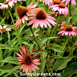 Echinacea purpurea, Purple Coneflower, Purple Echinacea, Echinacea, Rudbeckia