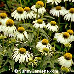 Echinacea purpurea, White Swan Coneflower, Purple Echinacea, Rudbeckia purpurea, Echinacea